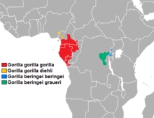 distribuzione_gorilla